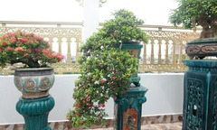 Loại cây dại không ai ngó lên chậu thành bonsai  "tiền tỷ ", được ví như  "hòn ngọc Viễn Đông "