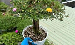 Loại hoa dại mọc ở nhiều nơi nay lên đời thành  "bonsai độc đáo ", có cây giá cả triệu đồng