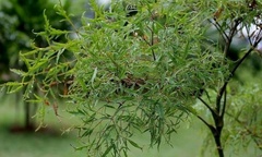 Trồng đinh lăng trong nhà được không?