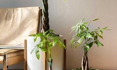 Trồng cây kim ngân nên chọn chậu có mấy gốc