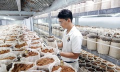 Bỏ việc lương nghìn đô về quê trồng cây  "không hoa không lá ", 9X Cần Thơ khiến bạn bè sững sờ