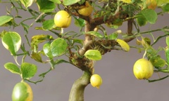 Đã mắt trước loại cây mọc dại nay  "lên đời " thành  "bonsai độc đáo ", giá đắt vẫn được  "săn lùng "