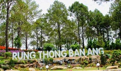 Rừng thông bản Áng hữu tình như Đà Lạt ở Tây Bắc 