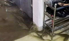 Clip: Đàn cá bơi  "tung tăng " trong nhà dân sau trận mưa lớn