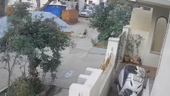 Clip: Tự chơi một mình trên phố, bé gái bất ngờ bị chó hoang tấn công kinh hoàng