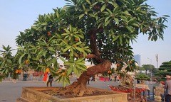 Loại cây ở cổng nhà  "lên đời " thành bonsai đẹp mắt, có cây giá 5 tỷ đồng