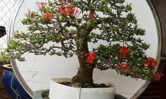 Chiêm ngưỡng loài cây mọc dại ở vách đá lên chậu thành bonsai đẹp lạ,  "có tiền cũng khó mà mua "