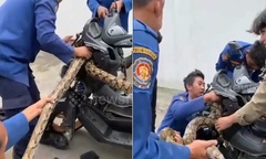 Clip: Phát hiện  "quái vật " nặng 25kg ẩn nấp trong đầu xe máy, chủ kinh hãi gọi điện cho cứu hỏa