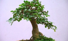 Ngỡ ngàng với loại cây dại mọc khắp nơi nay được cắt tỉa  "lên đời " thành bonsai bạc tỷ