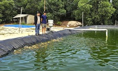 Bỏ việc công ty điện gió, 9X về quê nuôi loài cá  "nhà giàu " trên cát trắng thu 250 triệu/năm