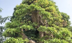Lóa mắt loại bonsai vừa đẹp vừa lạ, có cây được định giá 120 tỷ đồng