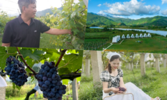 Giám đốc lương  "khủng " bỏ phố về quê trồng nho giữa thung lũng, khách kéo đến nườm nượp