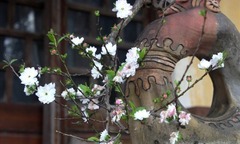 Loại cây dại của núi rừng lên chậu thành bonsai độc đáo, có cây giá 80 triệu đồng