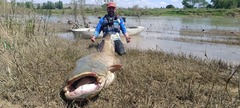 Cần thủ câu được con cá trê khổng lồ nặng hơn 100kg, dài 2,45 mét trên sông