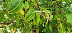 Cây ăn quả quen thuộc trong vườn nhà  "lên đời " thành bonsai độc lạ, có cây được trả giá 3,8 tỷ