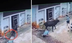 Clip: Bò đực bất ngờ  "nổi điên ", lao tới húc 3 người trong một gia đình