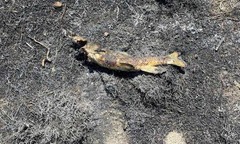 Hi hữu: Con cá từ trên trời rơi xuống gây ra cháy rừng ở Canada