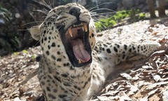 Báo dữ sổng chuồng, nhân viên sở thú 36 tuổi tử vong thương tâm tại Israel