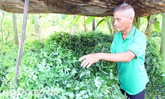 Trồng thứ rau  "nhà nào cũng có " dưới gốc cây tiền tỷ, lão nông U80 mỗi năm bỏ túi vài tỷ đồng