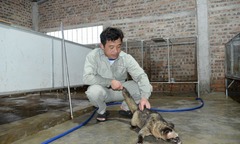 Gác lại sự nghiệp ở nước ngoài, kỹ sư xây dựng về quê nuôi con vật  "lạ hoắc ", hàng xóm cười chê, 4 năm sau thu bạc tỷ