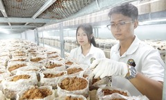 Bỏ việc ngân hàng, 9X Cần Thơ về quê  "nuôi " nấm lạ, mỗi năm bỏ túi hơn 200 triệu nhẹ tênh