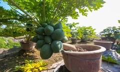 Loại cây ăn quả quen thuộc nay  "lên đời " thành bonsai đắt tiền, có cây hàng chục triệu đồng