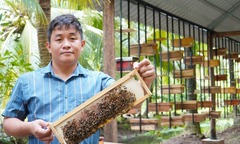 Bỏ  "máy chủ ", về quê phục vụ  "ong chúa ", kỹ sư IT có  "thu nhập mỗi ngày bằng người khác cày cả tháng "