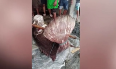 Clip: Ngư dân câu được  "thủy quái " 167 kg, bán giá 40 triệu đồng