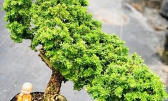Loài cây dại có hoa thơm nức, lên chậu thành bonsai đắt tiền, nhiều người mê mẩn
