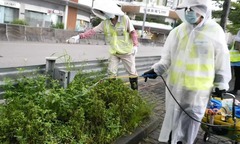 Phân biệt Chikungunya và sốt xuất huyết