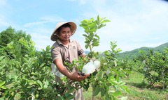Chạy trốn thành phố, 8X miền Tây về quê vợ  "đánh thức nàng công chúa ngủ trong rừng ", khiến cả làng choáng váng