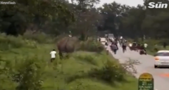 Clip: Du khách bị voi hoang giẫm đạp trọng thương vì liều mạng selfie cùng