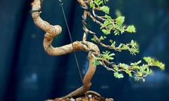 Loại cây ăn quả  "mọc bờ, mọc bụi " nay  "lột xác " thành bonsai đắt tiền, có cây giá hơn 10 tỷ đồng