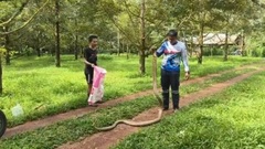 Bắt được rắn hổ mang chúa khổng lồ dài 4 mét, nặng 8kg trong vườn sầu riêng