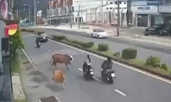 Clip: Bò hoang đột ngột lao ra đường, húc văng 2 người đi xe máy