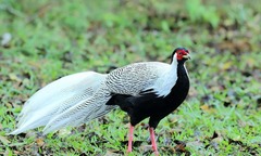 Hàng trăm con gà lôi trắng được cứu hộ, đưa về rừng Cúc Phương-Ninh Bình