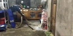 Rắn hổ mang chúa  "khủng " dài 4m ẩn mình dưới gầm tủ bếp, cả gia đình thót tim