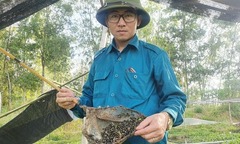 Sau tai nạn lao động, kỹ sư xây dựng về quê nuôi thứ  "lổm ngổm ",  "đen xì " dưới lớp bèo tây