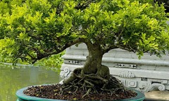  "Hô biến " cây dại thành bonsai độc đáo, có cây được định giá 1,5 tỷ đồng