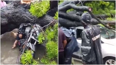 Clip: Cây cổ thụ bật gốc trong cơn mưa lớn, người đàn ông chở theo con gái bị đè trúng tử vong