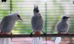 Kỹ sư xây dựng bỏ lương cao về quê nuôi chim đột biến, thu 3 tỷ đồng/năm