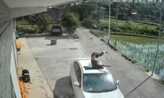 Kinh hãi cảnh người đàn ông rơi từ mái nhà cao 10m, trúng ô tô và cái kết