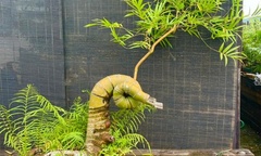 Từ cây dại trở thành  "siêu phẩm " bonsai, lên chậu có cây giá trăm triệu vẫn được giới chơi cây săn lùng