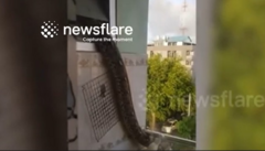 Hoảng hốt phát hiện  "quái vật " dài gần 5m  "đột nhập " vào nhà, người dân liền gọi ngay cứu hộ