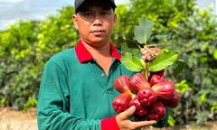 Tiết lộ  "bí thuật " chăm bón khiến  "mận to như chén trà ", 8X Cần Thơ giấu kỹ suốt 4 năm nay mới dám công khai
