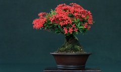 Mẫu đơn mọc dại hóa kiệt tác bonsai tiền triệu, dân yêu cây  "mê mẩn từ cái nhìn đầu tiên "