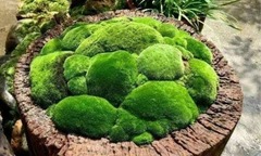 Chiêm ngưỡng cây dại mọc đầy đường không ai ngó, nay lên chậu thành bonsai đẹp lạ, giá đắt đỏ vẫn được săn đón