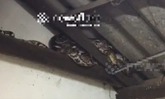 Đi vệ sinh lúc tờ mờ sáng, nam thanh niên tá hỏa khi thấy  "vị khách khủng " trên trần nhà