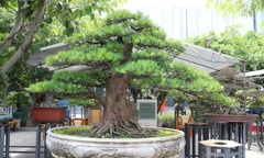 Chiêm ngưỡng dàn bonsai đẹp mắt, được định giá  "trên trời " vẫn khiến giới chơi cây săn tìm như  "kho báu "