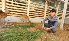 Gác bằng cử nhân kinh tế, 9X về quê  "làm bạn " với hươu sao, sau 3 năm có trong tay thứ mà bạn bè ao ước
